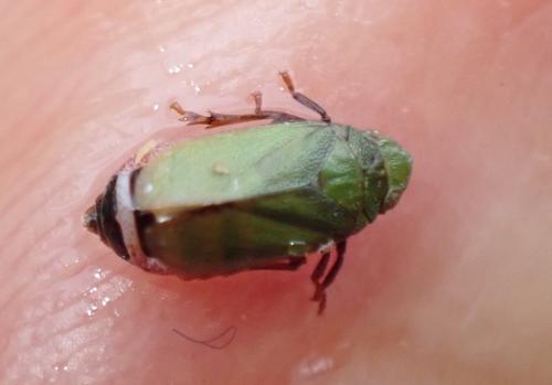 Tettigometra virescens
